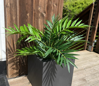 0850 palmeplante-1