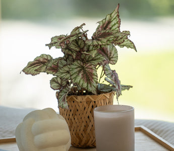 Hva betyr merkene vi bruker på kunstige planter hos ambiplants?