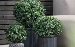 Vår guide for ambiplants.no - Kunstige planter, blomster og trær
