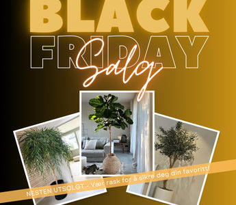 BLACK FRIDAY 2024 - ambiplants.no Kunstige planter og blomster