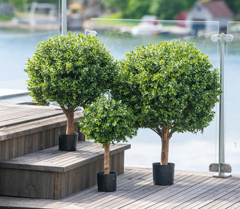 ambiplants_0038