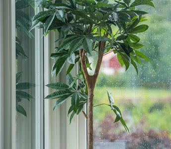 ambiplants_0327