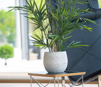 ambiplants_0559