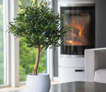 ambiplants_7002
