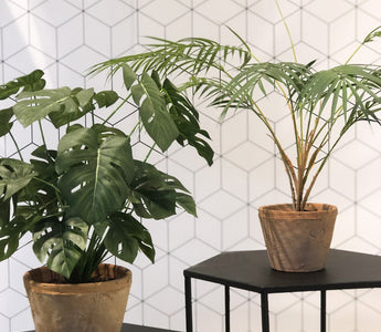Emerald Eternal Green-Ambiplants-5