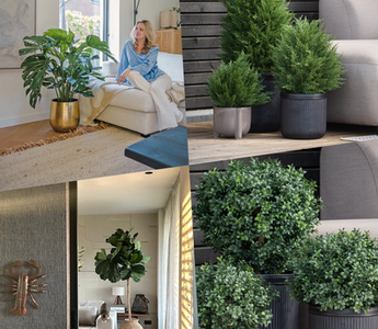 Skap en imponerende entré med barvekster fra ambiplants.no