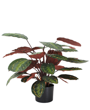 Kunstig Calathea Medallion Burgunder 70 cm