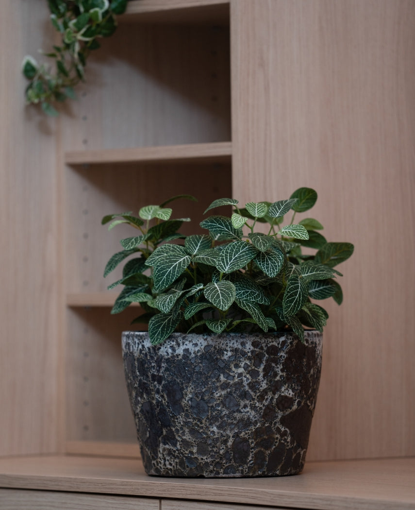 Kunstig Fittonia Grønnhvit i Potte UV 25cm