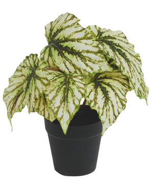 Kunstig Begonia i Potte Grønn UV 25cm