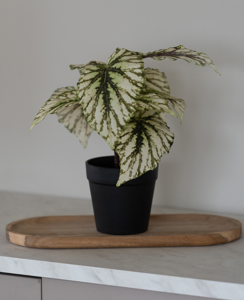 Kunstig Begonia i Potte Grønn UV 25cm