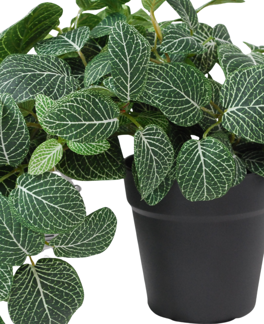 Kunstig Hengeplante Fittonia Grønnhvit i Potte UV 60cm