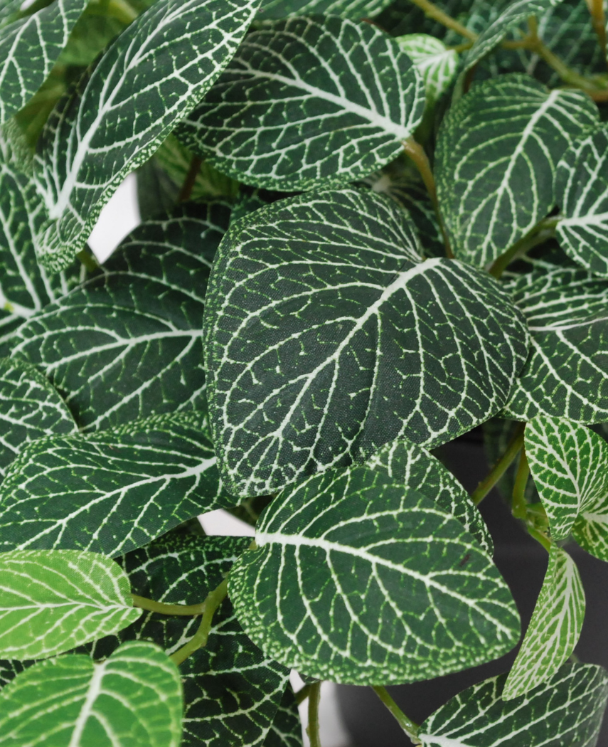 Kunstig Hengeplante Fittonia Grønnhvit i Potte UV 60cm