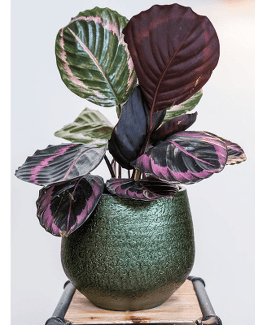 TS Noor potte Velvet Green H16cm x D19cm