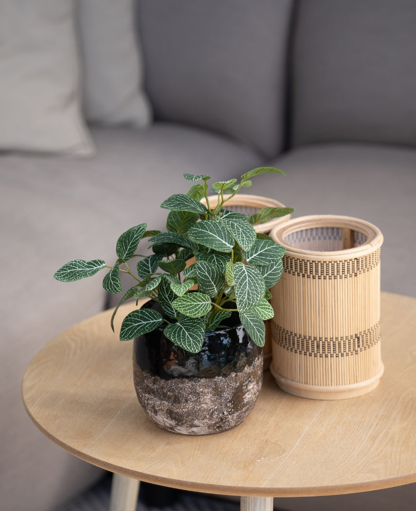 Kunstig Fittonia Grønnhvit i Potte UV 25cm