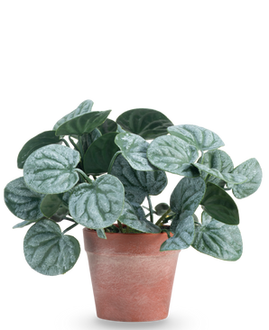 Kunstig Peperomia Busk Grønn i Terrapotte 16 cm