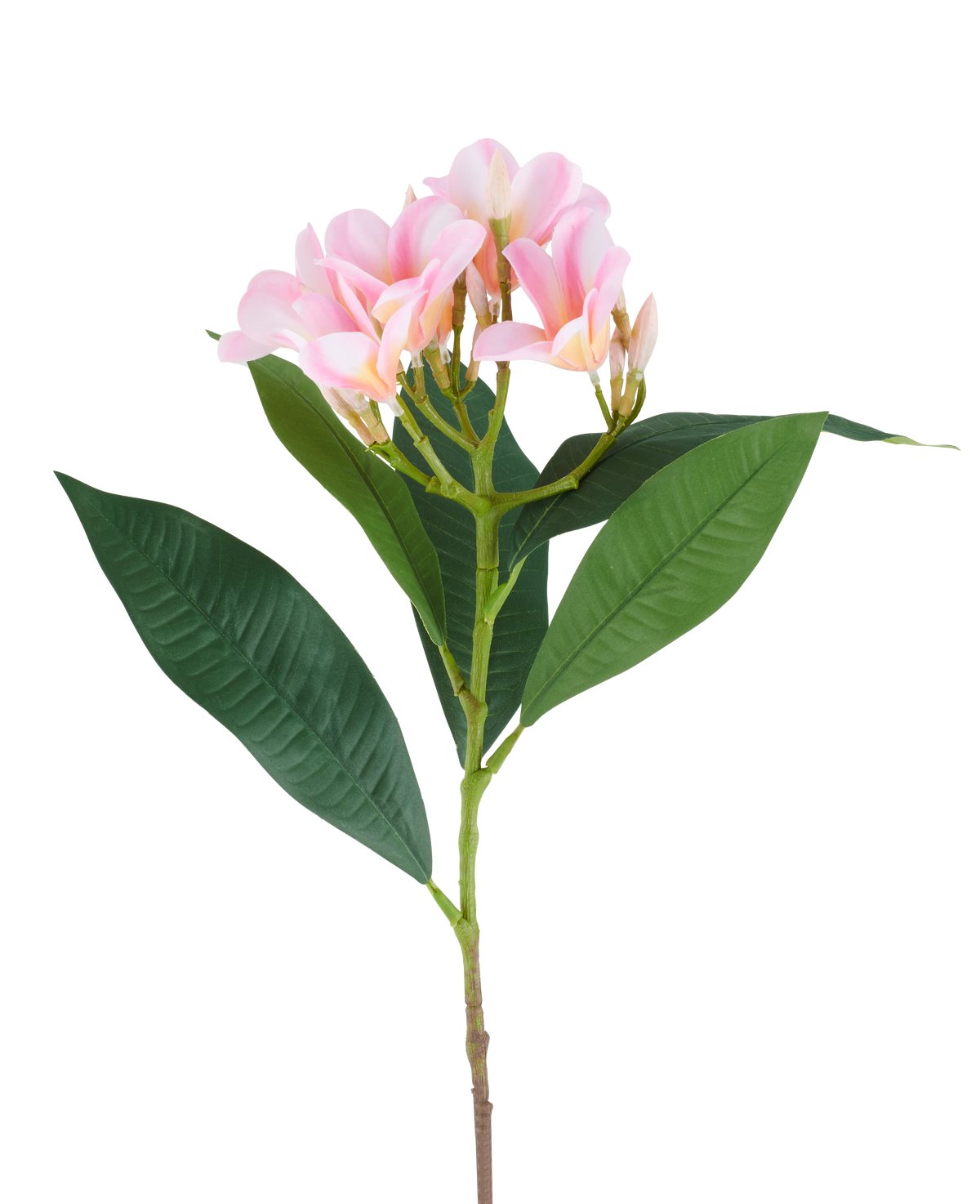 Een kunstbloem Plumeria van 75 cm, roze/crème, met één steel, grote groene bladeren en een tros lichtroze plumeria-bloemen aan de top, afgebeeld tegen een witte achtergrond.