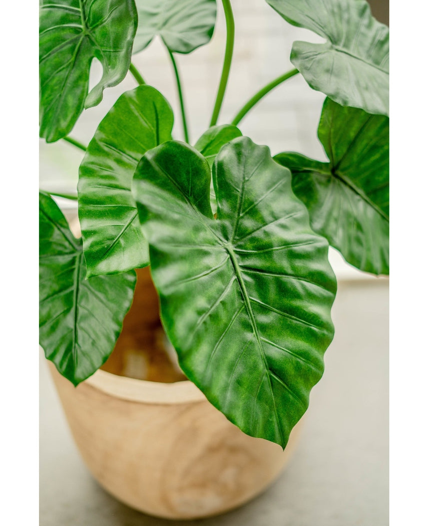 Kunstig Alocasia Calidora 80cm