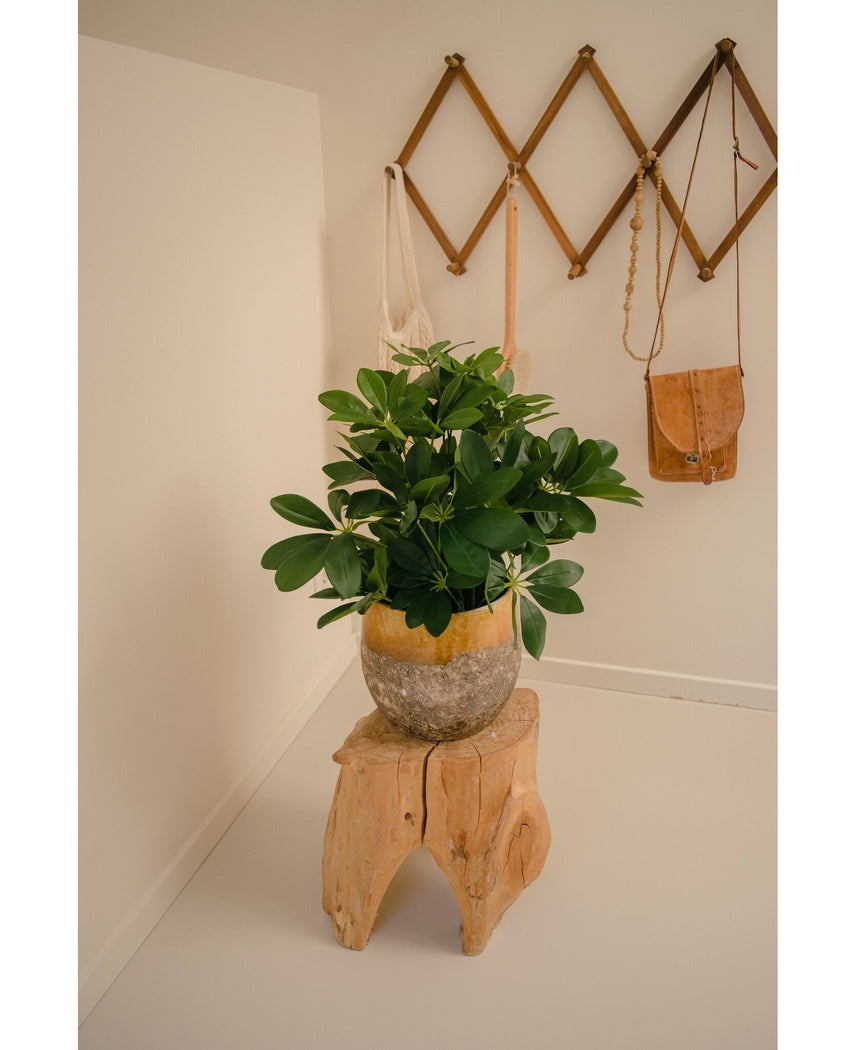 Kunstig Baby Schefflera i Potte 45cm