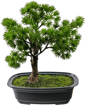 Kunstig Bonsai Einer 20cm