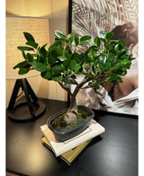 Kunstig Bonsai Fikus 30cm