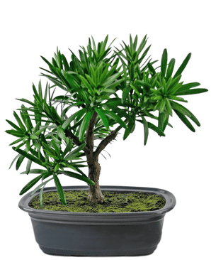 Kunstig Bonsai Podocarpus 20cm