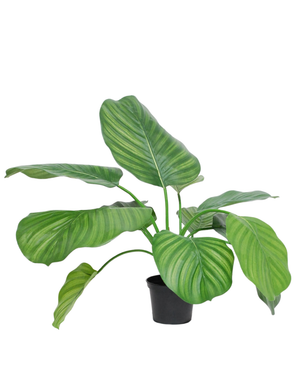 Kunstig Calathea 46cm