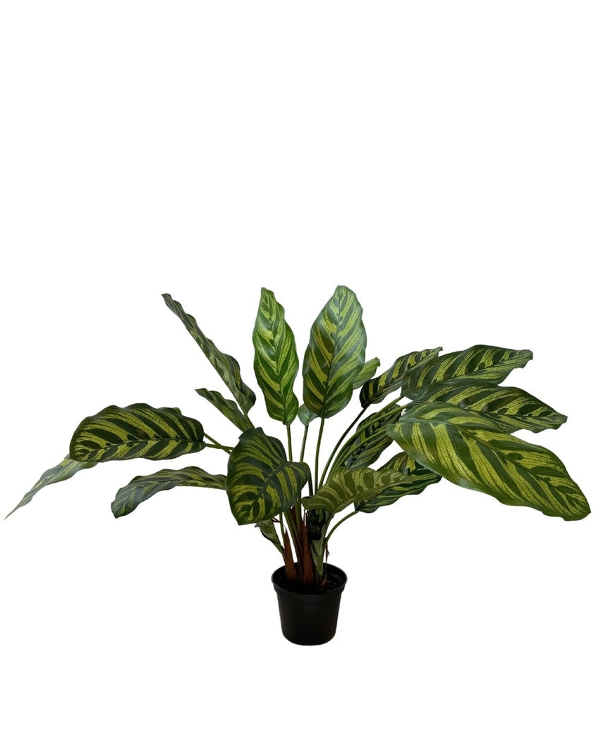Kunstig Calathea Makoyana 45cm