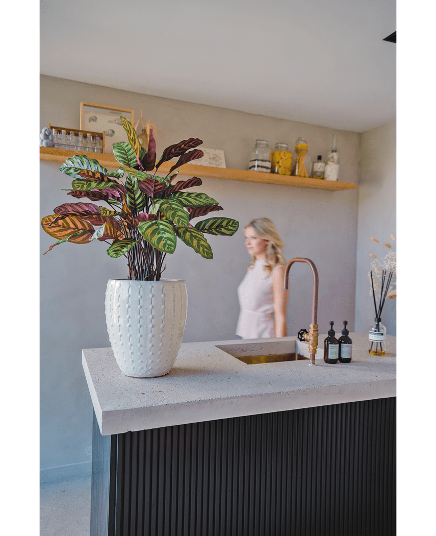 Kunstig Calathea Makoyana Burgunder75cm