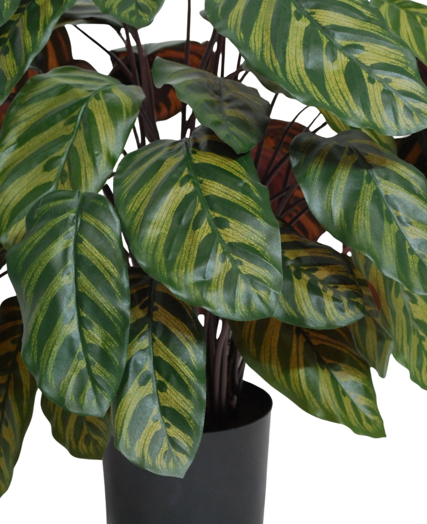 Kunstig Calathea Makoyana Burgunder75cm