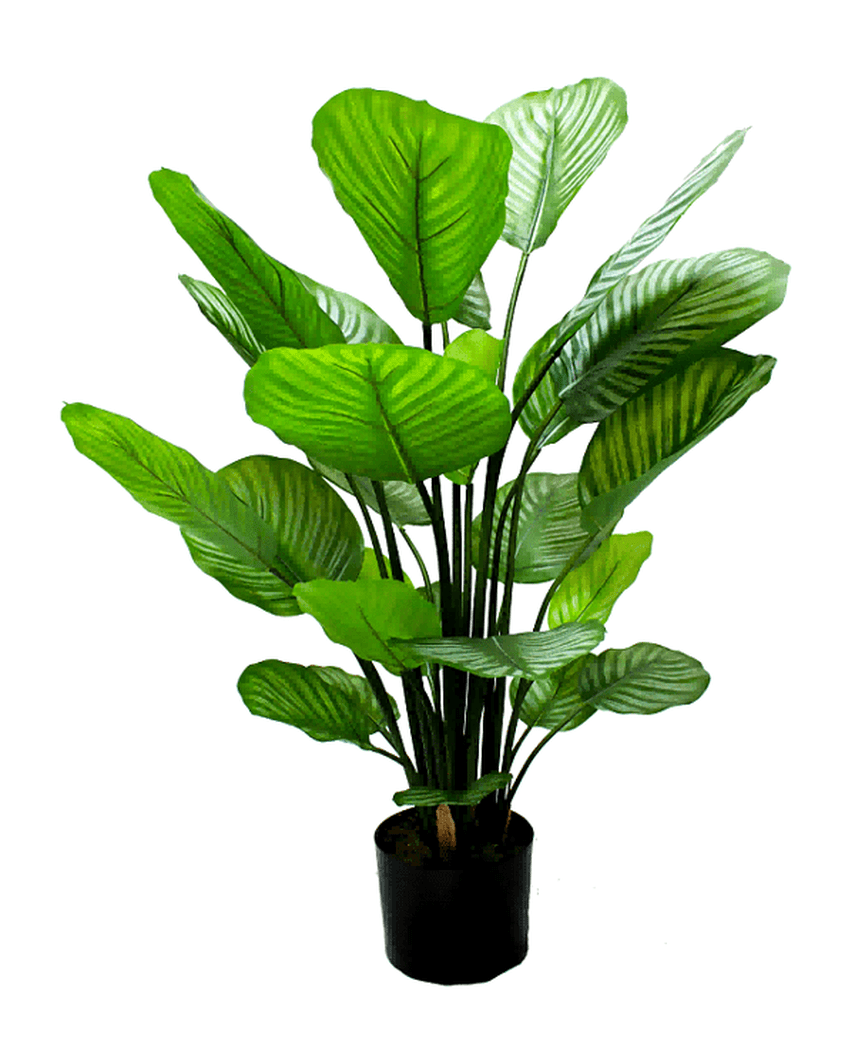 Kunstig Calathea Orbifolia 70 cm