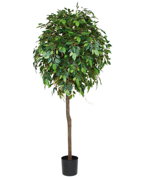 Kunstig Fikus Benjamin Tre 180cm