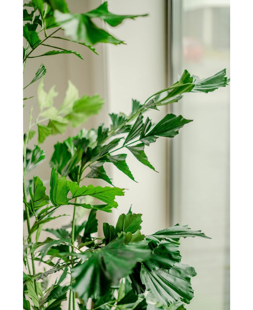 Kunstig Fishtail Palme 200cm