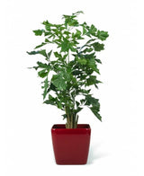 Kunstig Fishtail Palme 200cm