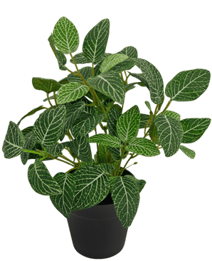 Kunstig Fittonia Grønnhvit i Potte 25cm