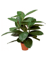 Kunstig Gummiplante 45 cm