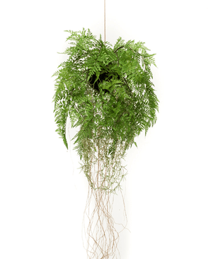 Kunstig Hengende Bregne Rot D35cm