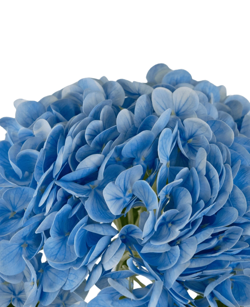 Kunstig Hortensia "Annabelle" Real Touch Blå 55cm