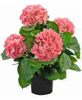 Kunstig Hortensia Deluxe Rosa 43cm