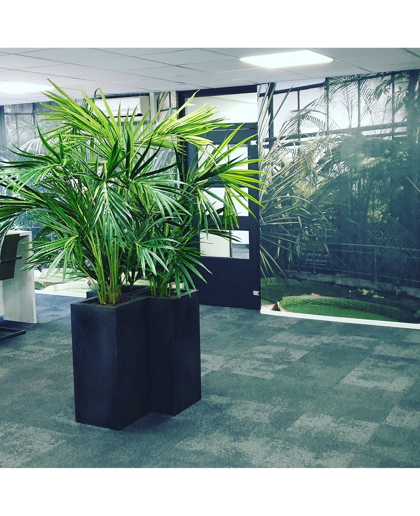 Kunstig Kentia Palme Brannsikker 165cm