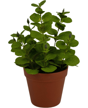 Kunstig Krydderplante Mynte 30cm