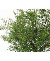 Kunstig Oliventre Gigant m/Oliven 270cm