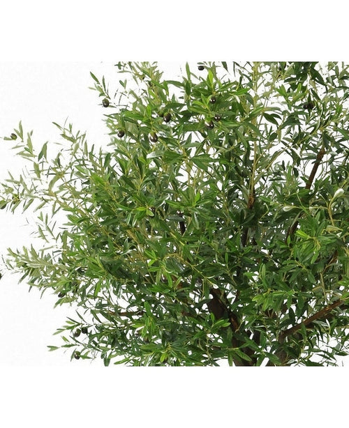 Kunstig Oliventre Gigant m/Oliven 270cm