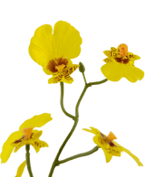 Kunstig Oncidium orkidé Real Touch Gul 48cm