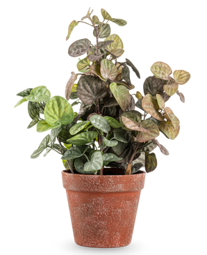 Kunstig Peperomia 35 cm