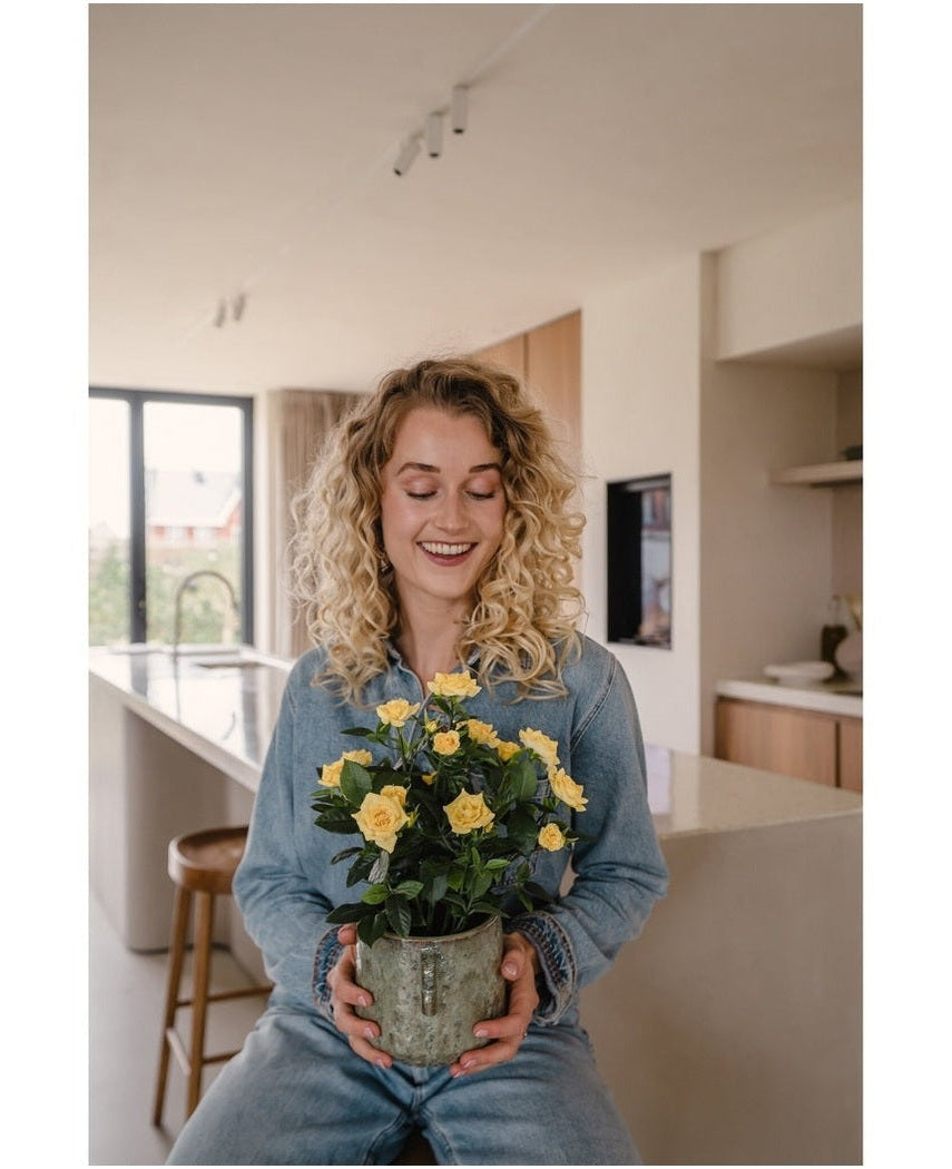 Kunstig Rosebusk i Potte Gul 35cm