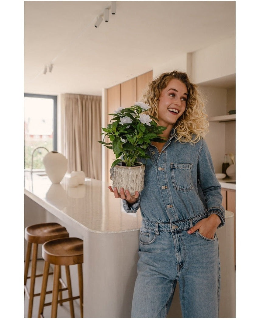 Kunstig plante Gardenia Hvit 39cm