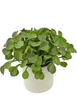 Kunstig sukkulent plante 22 cm