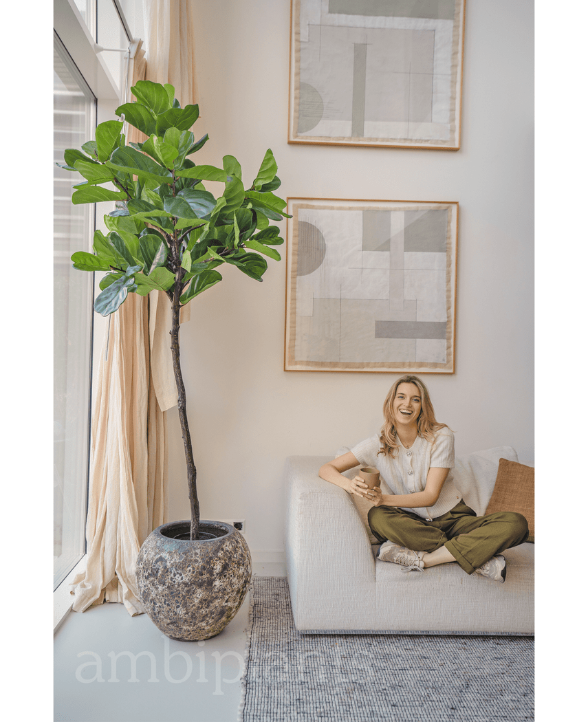 Kunstige Fiolinfiken Deluxe 210cm