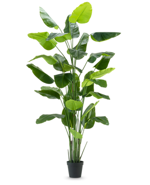 Kunstig plante Strelitzia Real Touch Deluxe 300cm