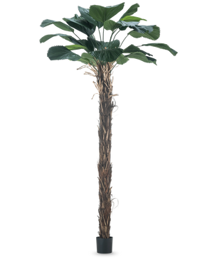 Kunstig Lucuala Grandis 210cm